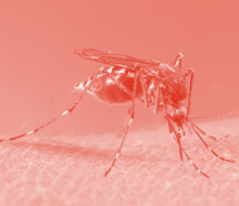 Aedes_aegypti_biting_human_home