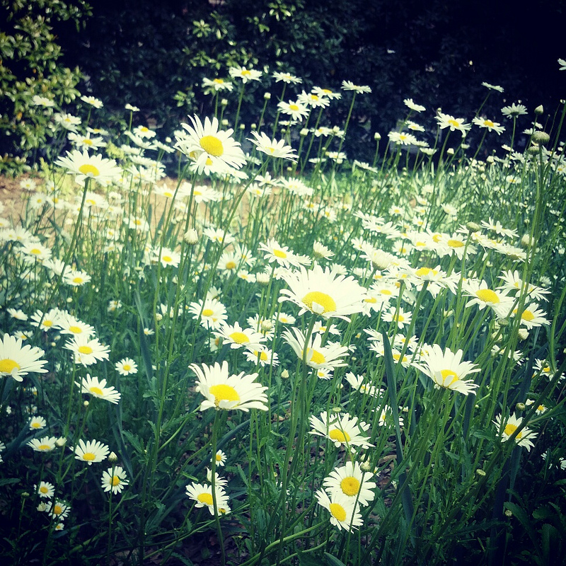 daisies