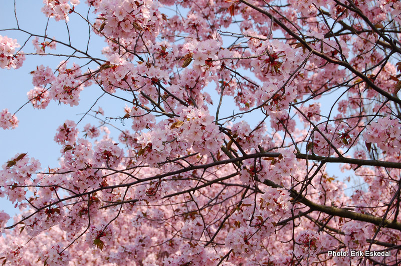 cherryblossom