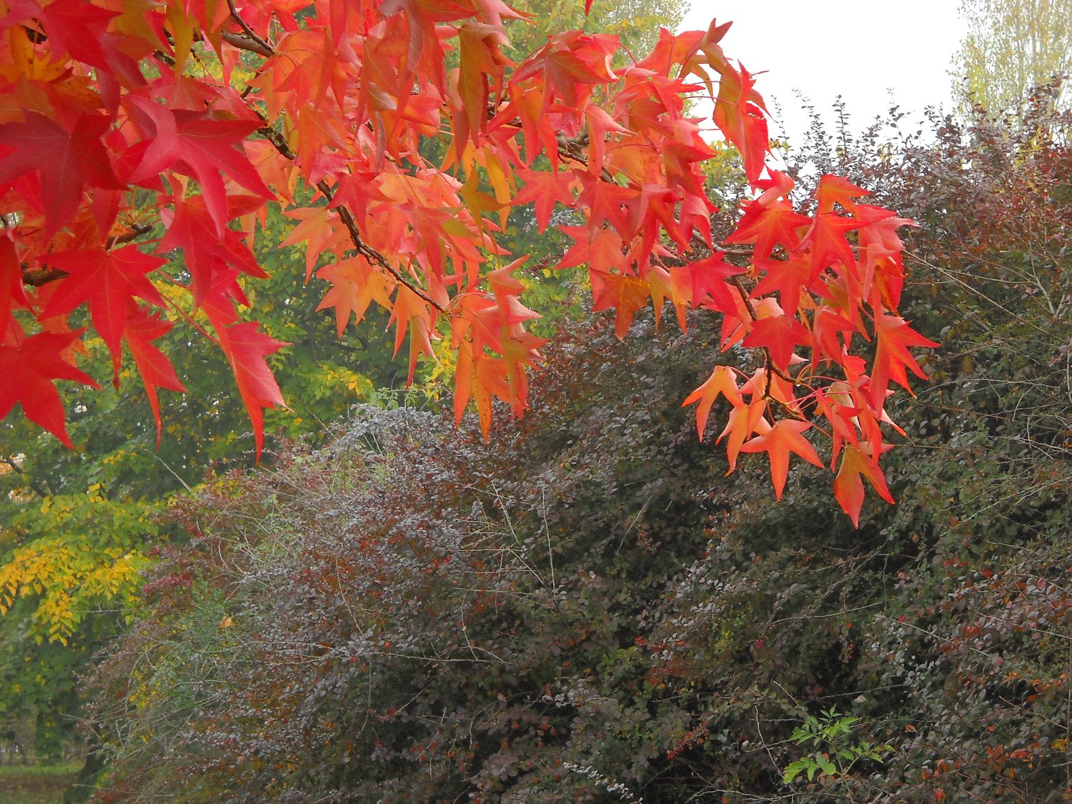 Liquidambar_foglie_small