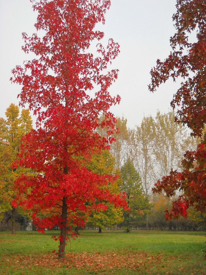 Liquidambar_small