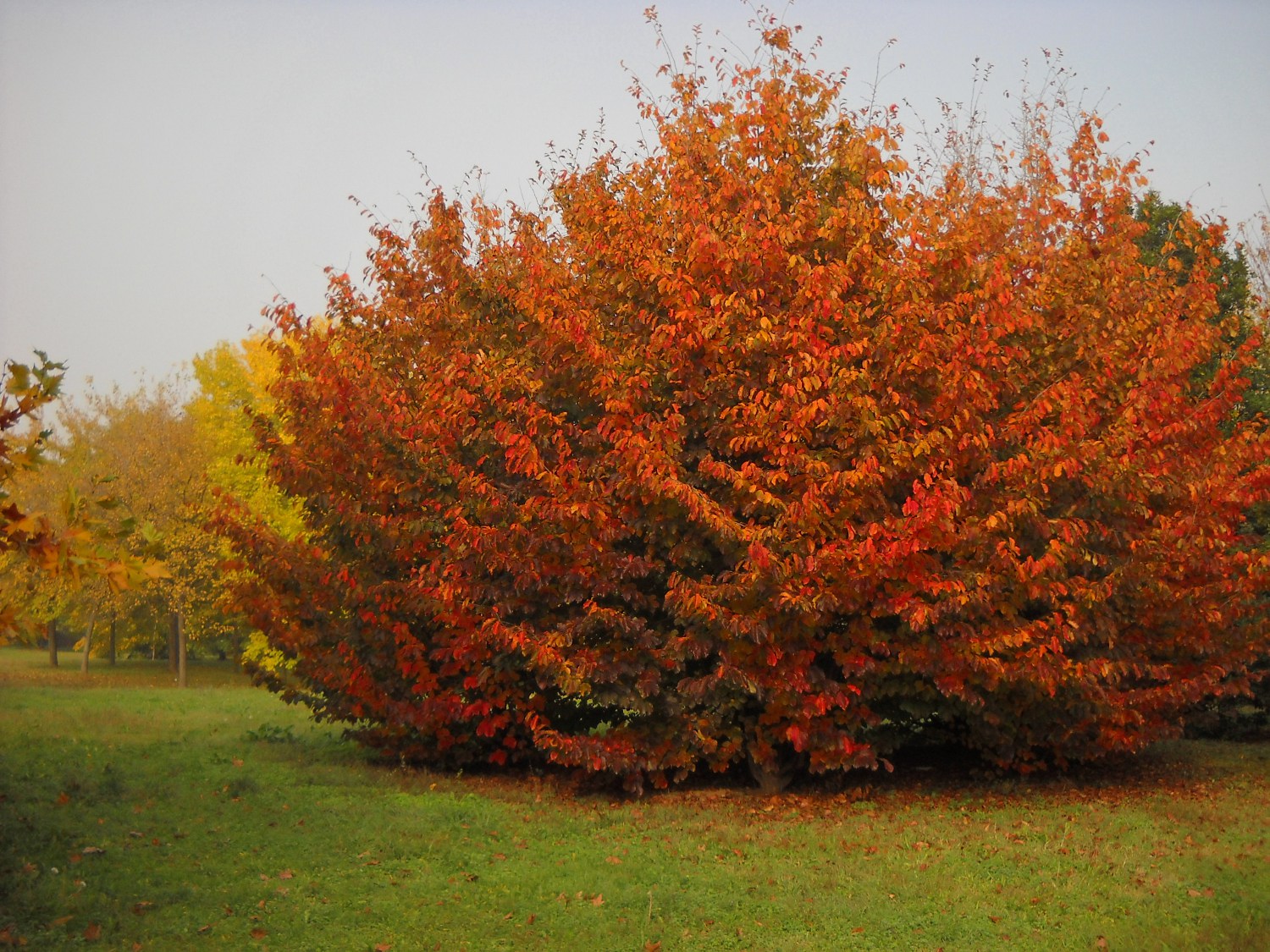 Parrotia_persica_small