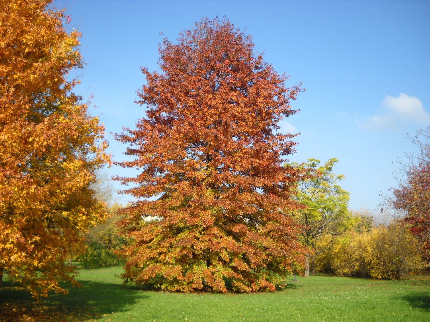 Quercus_palustris1_small