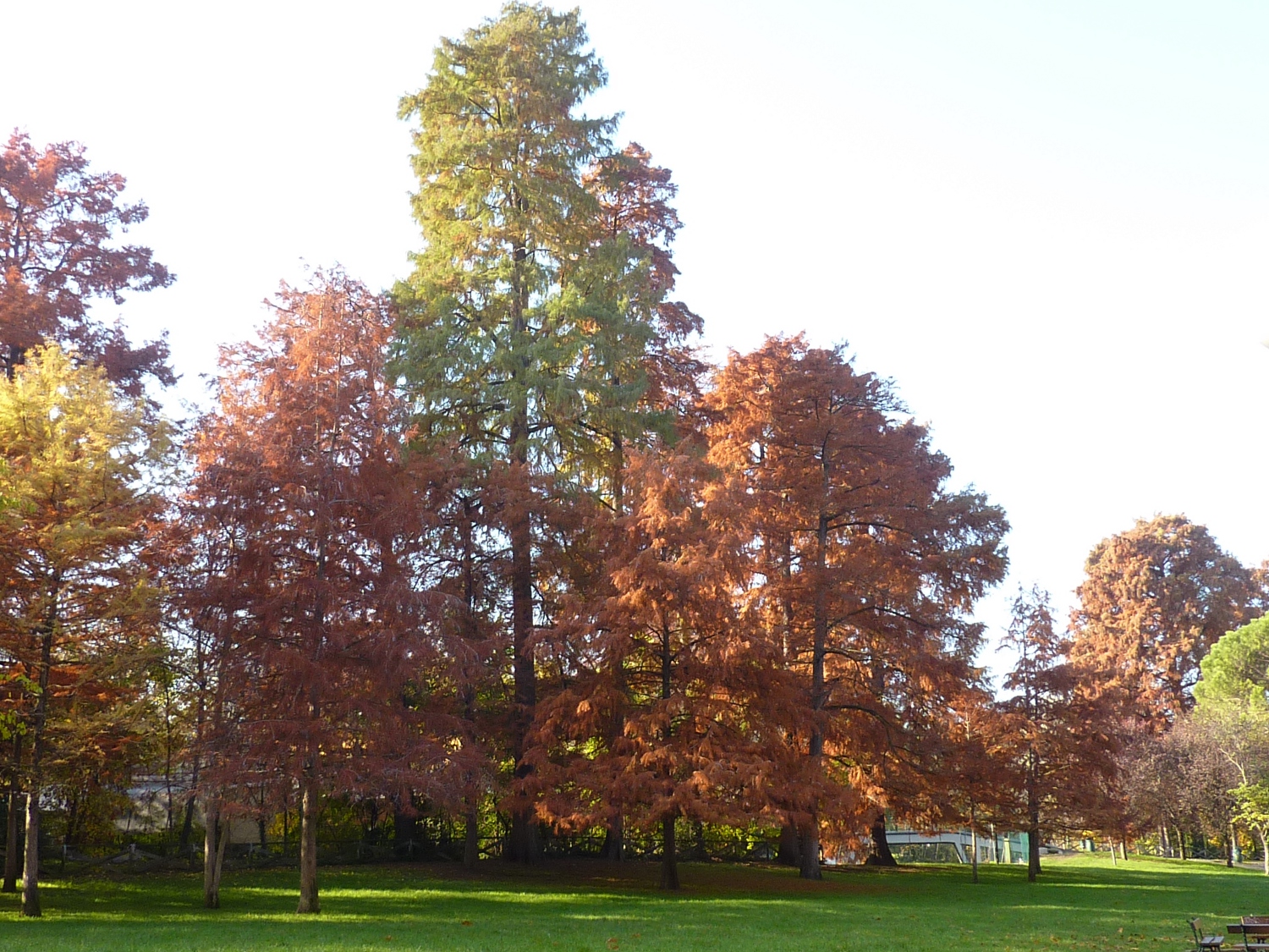 Taxodium_small