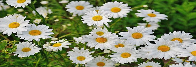 daisy-165292_1280