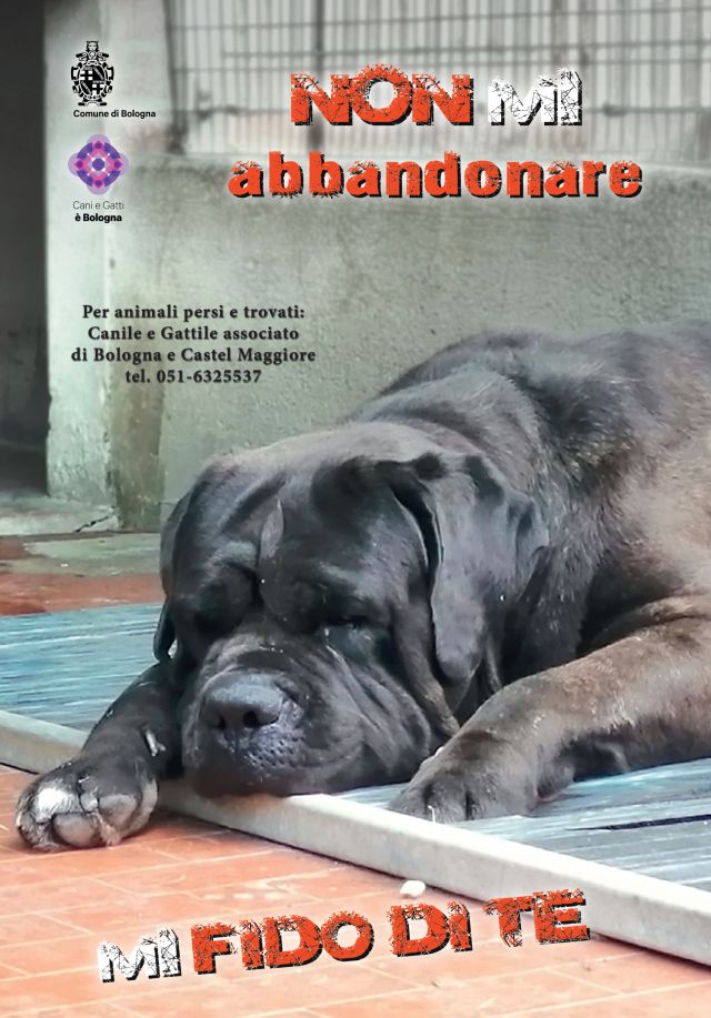 Campagna contro abbandoni cani